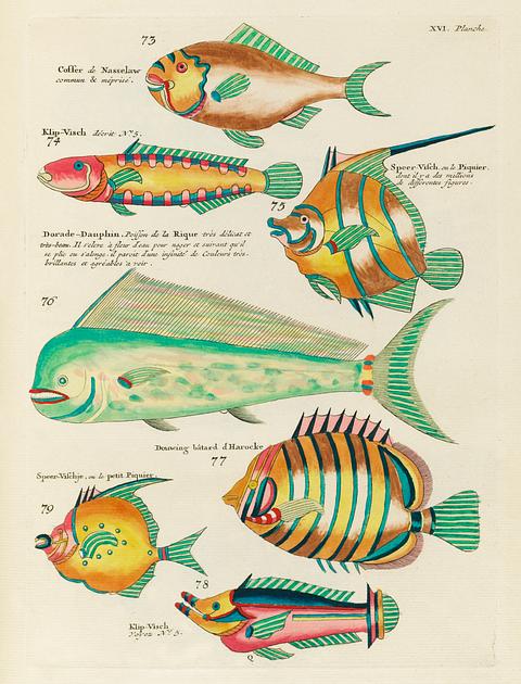 Colourful and surreal illustrations of fishes found in Moluccas (Indonesia) and the East Indies by Louis Renard (1678 -1746) from Histoire naturelle des plus rares curiositez de la mer des Indes (1754). Colourful and surreal illustrations of fishes found in Moluccas (Indonesia) and the East Indies by Louis Renard (1678 -1746)…