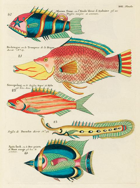 Colourful and surreal illustrations of fishes found in Moluccas (Indonesia) and the East Indies by Louis Renard (1678 -1746) from Histoire naturelle des plus rares curiositez de la mer des Indes (1754). Colourful and surreal illustrations of fishes found in Moluccas (Indonesia) and the East Indies by Louis Renard (1678 -1746)…