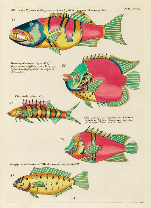 Colourful and surreal illustrations of fishes found in Moluccas (Indonesia) and the East Indies by Louis Renard (1678 -1746) from Histoire naturelle des plus rares curiositez de la mer des Indes (1754). Colourful and surreal illustrations of fishes found in Moluccas (Indonesia) and the East Indies by Louis Renard (1678 -1746)…