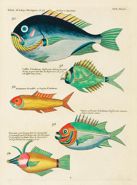 Colourful and surreal illustrations of fishes found in Moluccas (Indonesia) and the East Indies by Louis Renard (1678 -1746) from Histoire naturelle des plus rares curiositez de la mer des Indes (1754). Colourful and surreal illustrations of fishes found in Moluccas (Indonesia) and the East Indies by Louis Renard (1678 -1746)…