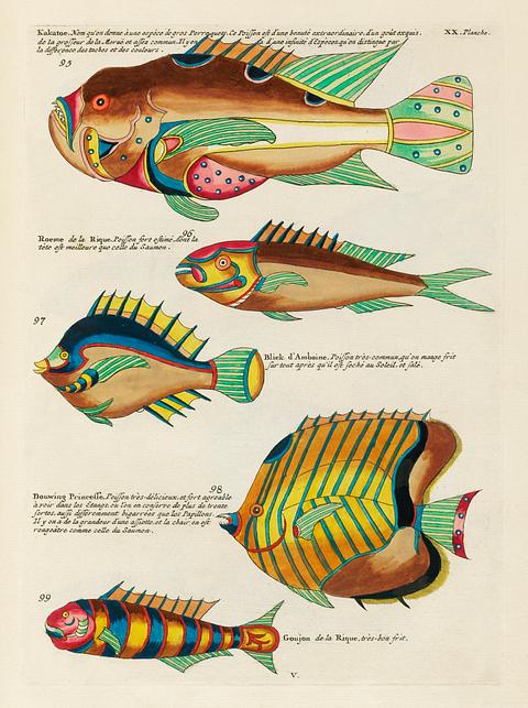 Colourful and surreal illustrations of fishes found in Moluccas (Indonesia) and the East Indies by Louis Renard (1678 -1746) from Histoire naturelle des plus rares curiositez de la mer des Indes (1754). Colourful and surreal illustrations of fishes found in Moluccas (Indonesia) and the East Indies by Louis Renard (1678 -1746)…