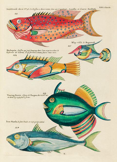 Colourful and surreal illustrations of fishes found in Moluccas (Indonesia) and the East Indies by Louis Renard (1678 -1746) from Histoire naturelle des plus rares curiositez de la mer des Indes (1754). Colourful and surreal illustrations of fishes found in Moluccas (Indonesia) and the East Indies by Louis Renard (1678 -1746)…