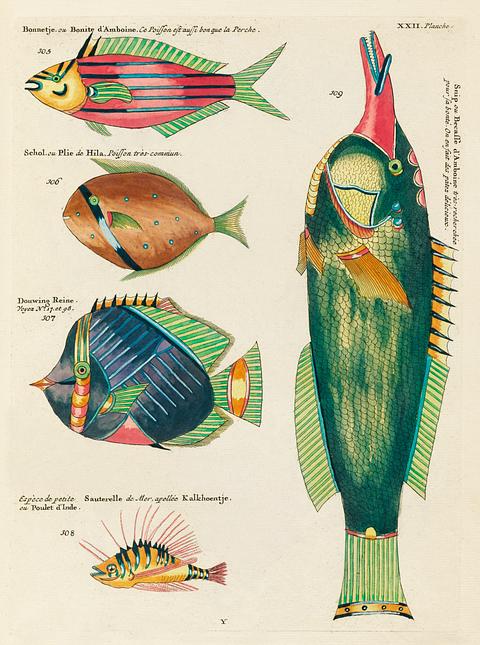Colourful and surreal illustrations of fishes found in Moluccas (Indonesia) and the East Indies by Louis Renard (1678 -1746) from Histoire naturelle des plus rares curiositez de la mer des Indes (1754). Colourful and surreal illustrations of fishes found in Moluccas (Indonesia) and the East Indies by Louis Renard (1678 -1746)…