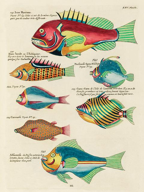 Colourful and surreal illustrations of fishes found in Moluccas (Indonesia) and the East Indies by Louis Renard (1678 -1746) from Histoire naturelle des plus rares curiositez de la mer des Indes (1754). Colourful and surreal illustrations of fishes found in Moluccas (Indonesia) and the East Indies by Louis Renard (1678 -1746)…