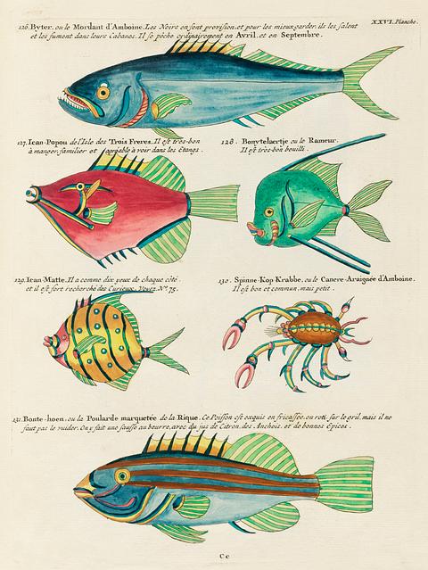 Colourful and surreal illustrations of fishes and crab found in Moluccas (Indonesia) and the East Indies by Louis Renard (1678 -1746) from Histoire naturelle des plus rares curiositez de la mer des Indes (1754). Colourful and surreal illustrations of fishes and crab found in Moluccas (Indonesia) and the East Indies by Louis Renard…