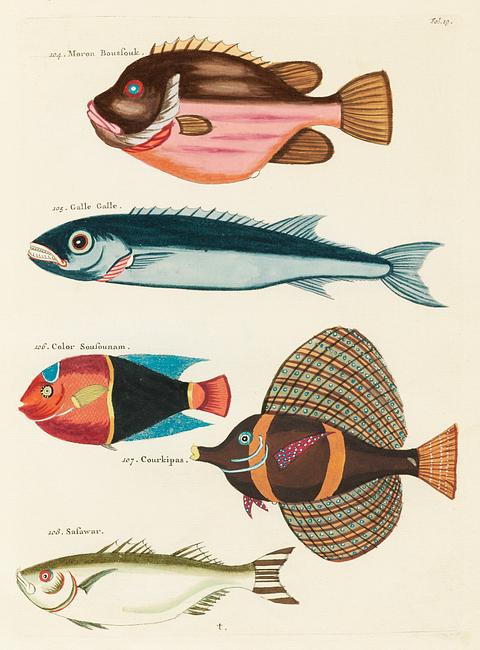 Colourful and surreal illustrations of fishes found in Moluccas (Indonesia) and the East Indies by Louis Renard (1678 -1746) from Histoire naturelle des plus rares curiositez de la mer des Indes (1754). Colourful and surreal illustrations of fishes found in Moluccas (Indonesia) and the East Indies by Louis Renard (1678 -1746)…
