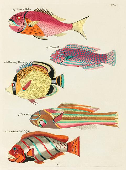 Colourful and surreal illustrations of fishes found in Moluccas (Indonesia) and the East Indies by Louis Renard (1678 -1746) from Histoire naturelle des plus rares curiositez de la mer des Indes (1754). Colourful and surreal illustrations of fishes found in Moluccas (Indonesia) and the East Indies by Louis Renard (1678 -1746)…