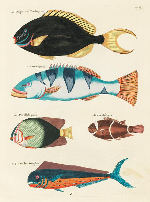 Colourful and surreal illustrations of fishes found in Moluccas (Indonesia) and the East Indies by Louis Renard (1678 -1746) from Histoire naturelle des plus rares curiositez de la mer des Indes (1754). Colourful and surreal illustrations of fishes found in Moluccas (Indonesia) and the East Indies by Louis Renard (1678 -1746)…
