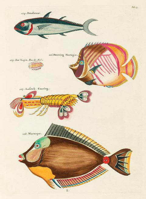 Colourful and surreal illustrations of fishes and lobster found in Moluccas (Indonesia) and the East Indies by Louis Renard (1678 -1746) from Histoire naturelle des plus rares curiositez de la mer des Indes (1754). Colourful and surreal illustrations of fishes and lobster found in Moluccas (Indonesia) and the East Indies by Louis Renard…