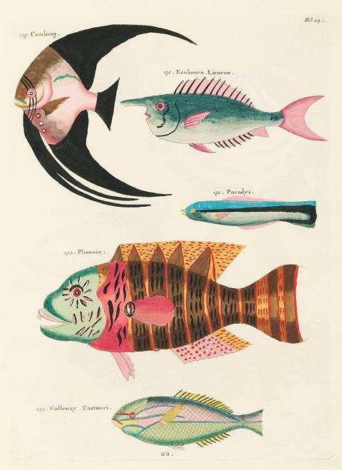 Colourful and surreal illustrations of fishes found in Moluccas (Indonesia) and the East Indies by Louis Renard (1678 -1746) from Histoire naturelle des plus rares curiositez de la mer des Indes (1754). Colourful and surreal illustrations of fishes found in Moluccas (Indonesia) and the East Indies by Louis Renard (1678 -1746)…