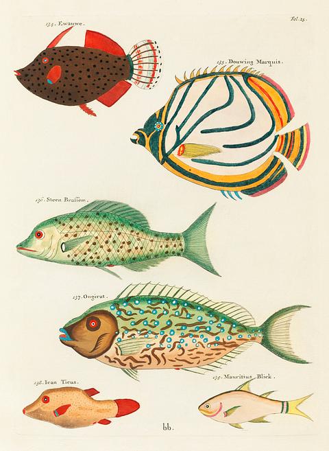 Colourful and surreal illustrations of fishes found in Moluccas (Indonesia) and the East Indies by Louis Renard (1678 -1746) from Histoire naturelle des plus rares curiositez de la mer des Indes (1754). Colourful and surreal illustrations of fishes found in Moluccas (Indonesia) and the East Indies by Louis Renard (1678 -1746)…