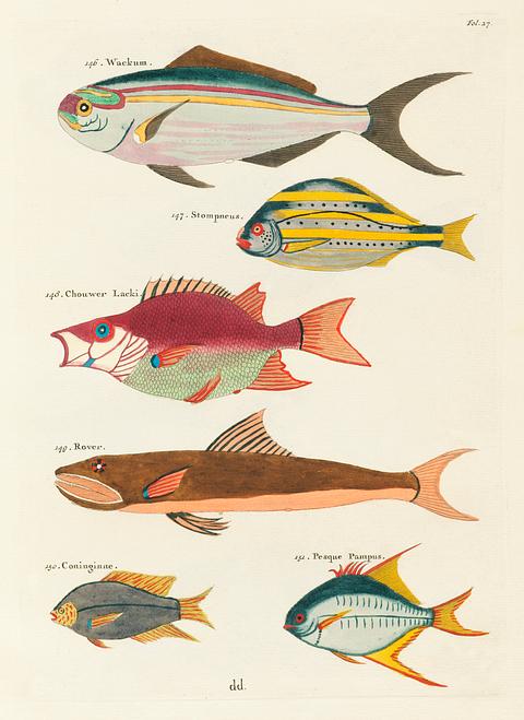 Colourful and surreal illustrations of fishes found in Moluccas (Indonesia) and the East Indies by Louis Renard (1678 -1746) from Histoire naturelle des plus rares curiositez de la mer des Indes (1754). Colourful and surreal illustrations of fishes found in Moluccas (Indonesia) and the East Indies by Louis Renard (1678 -1746)…