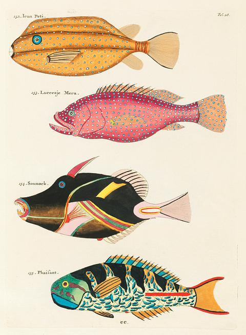 Colourful and surreal illustrations of fishes found in Moluccas (Indonesia) and the East Indies by Louis Renard (1678 -1746) from Histoire naturelle des plus rares curiositez de la mer des Indes (1754). Colourful and surreal illustrations of fishes found in Moluccas (Indonesia) and the East Indies by Louis Renard (1678 -1746)…