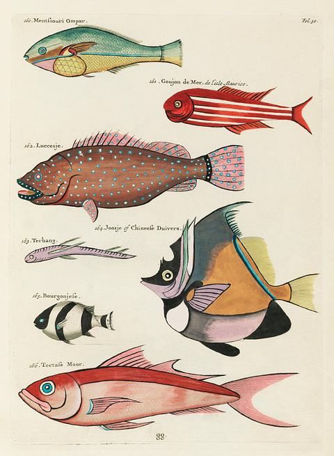 Colourful and surreal illustrations of fishes found in Moluccas (Indonesia) and the East Indies by Louis Renard (1678 -1746) from Histoire naturelle des plus rares curiositez de la mer des Indes (1754). Colourful and surreal illustrations of fishes found in Moluccas (Indonesia) and the East Indies by Louis Renard (1678 -1746)…