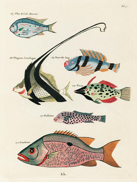 Colourful and surreal illustrations of fishes found in Moluccas (Indonesia) and the East Indies by Louis Renard (1678 -1746) from Histoire naturelle des plus rares curiositez de la mer des Indes (1754). Colourful and surreal illustrations of fishes found in Moluccas (Indonesia) and the East Indies by Louis Renard (1678 -1746)…