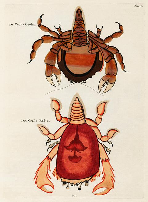 Colourful and surreal illustrations of crabs found in Moluccas (Indonesia) and the East Indies by Louis Renard (1678 -1746) from Histoire naturelle des plus rares curiositez de la mer des Indes (1754). Colourful and surreal illustrations of crabs found in Moluccas (Indonesia) and the East Indies by Louis Renard (1678 -1746)…
