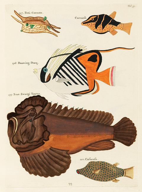 Colourful and surreal illustrations of fishes found in Moluccas (Indonesia) and the East Indies by Louis Renard (1678 -1746) from Histoire naturelle des plus rares curiositez de la mer des Indes (1754). Colourful and surreal illustrations of fishes found in Moluccas (Indonesia) and the East Indies by Louis Renard (1678 -1746)…