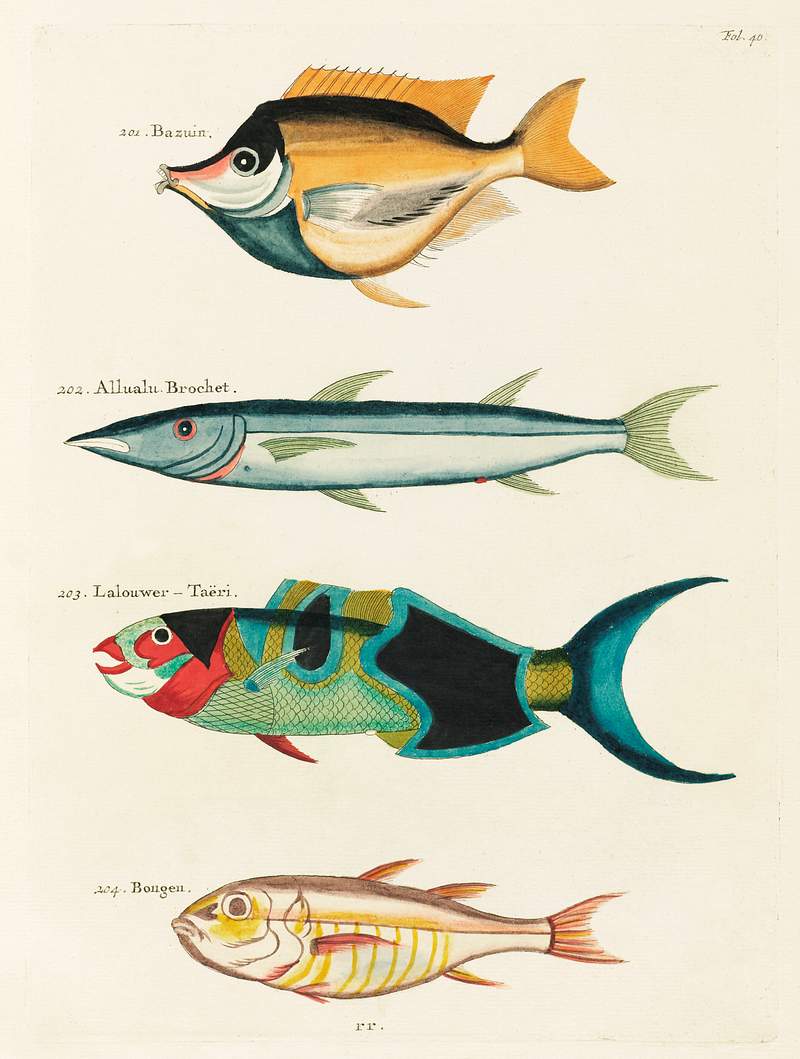 Colourful and surreal illustrations of fishes… | Free public domain illustration Colourful and surreal illustrations of fishes found in Moluccas (Indonesia) and the East Indies by Louis Renard (1678 -1746)…