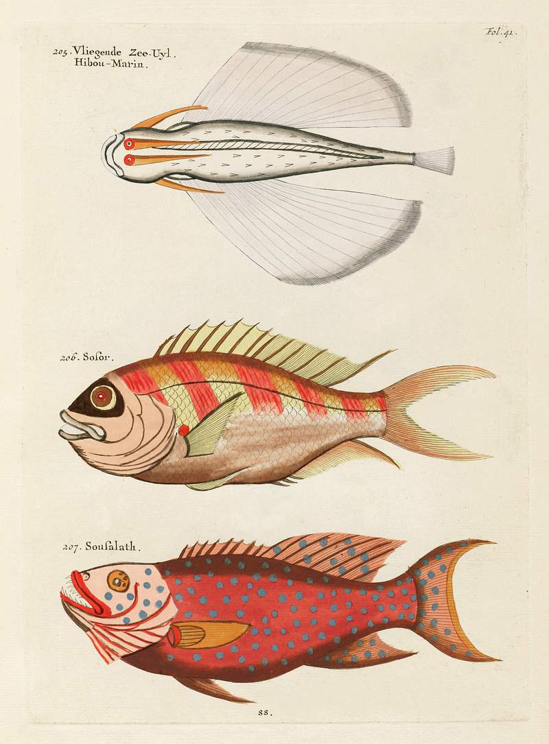 Colourful and surreal illustrations of fishes… | Free public domain illustration Colourful and surreal illustrations of fishes found in Moluccas (Indonesia) and the East Indies by Louis Renard (1678 -1746)…