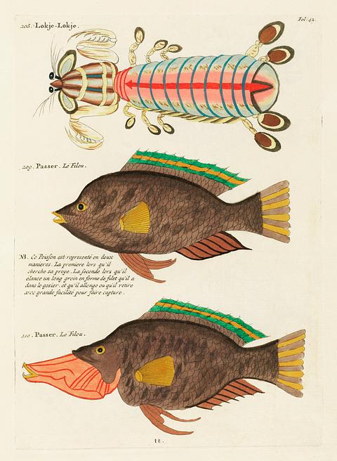 Colourful and surreal illustrations of fishes found in Moluccas (Indonesia) and the East Indies by Louis Renard (1678 -1746) from Histoire naturelle des plus rares curiositez de la mer des Indes (1754). Colourful and surreal illustrations of fishes found in Moluccas (Indonesia) and the East Indies by Louis Renard (1678 -1746)…