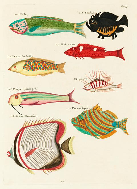Colourful and surreal illustrations of fishes found in Moluccas (Indonesia) and the East Indies by Louis Renard (1678 -1746) from Histoire naturelle des plus rares curiositez de la mer des Indes (1754). Colourful and surreal illustrations of fishes found in Moluccas (Indonesia) and the East Indies by Louis Renard (1678 -1746)…
