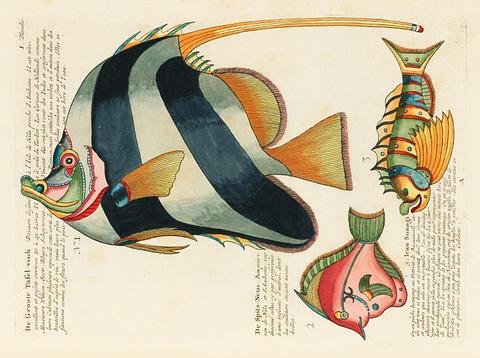 Colourful and surreal illustrations of fishes found in Moluccas (Indonesia) and the East Indies by Louis Renard (1678 -1746) from Histoire naturelle des plus rares curiositez de la mer des Indes (1754). Colourful and surreal illustrations of fishes found in Moluccas (Indonesia) and the East Indies by Louis Renard (1678 -1746)…