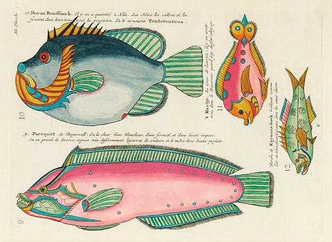 Colourful and surreal illustrations of fishes found in Moluccas (Indonesia) and the East Indies by Louis Renard (1678 -1746) from Histoire naturelle des plus rares curiositez de la mer des Indes (1754). Colourful and surreal illustrations of fishes found in Moluccas (Indonesia) and the East Indies by Louis Renard (1678 -1746)…