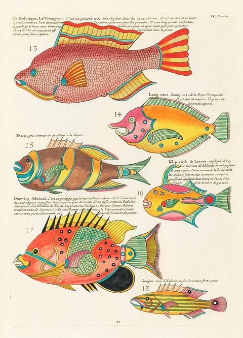 Colourful and surreal illustrations of fishes found in Moluccas (Indonesia) and the East Indies by Louis Renard (1678 -1746) from Histoire naturelle des plus rares curiositez de la mer des Indes (1754). Colourful and surreal illustrations of fishes found in Moluccas (Indonesia) and the East Indies by Louis Renard (1678 -1746)…