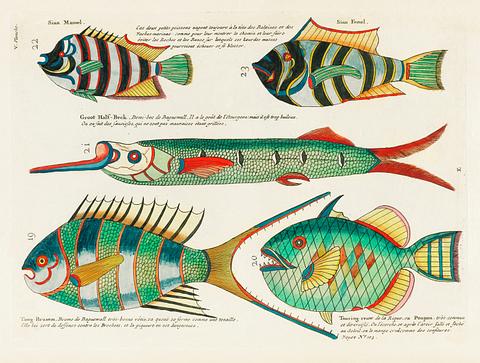Colourful and surreal illustrations of fishes found in Moluccas (Indonesia) and the East Indies by Louis Renard (1678 -1746) from Histoire naturelle des plus rares curiositez de la mer des Indes (1754). Colourful and surreal illustrations of fishes found in Moluccas (Indonesia) and the East Indies by Louis Renard (1678 -1746)…