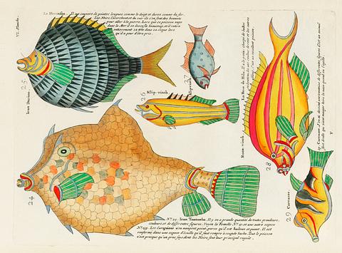 Colourful and surreal illustrations of fishes found in Moluccas (Indonesia) and the East Indies by Louis Renard (1678 -1746) from Histoire naturelle des plus rares curiositez de la mer des Indes (1754). Colourful and surreal illustrations of fishes found in Moluccas (Indonesia) and the East Indies by Louis Renard (1678 -1746)…