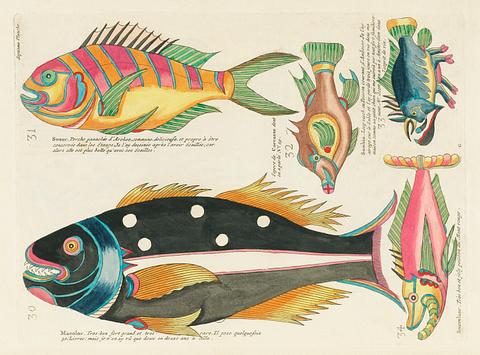 Colourful and surreal illustrations of fishes found in Moluccas (Indonesia) and the East Indies by Louis Renard (1678 -1746) from Histoire naturelle des plus rares curiositez de la mer des Indes (1754). Colourful and surreal illustrations of fishes found in Moluccas (Indonesia) and the East Indies by Louis Renard (1678 -1746)…