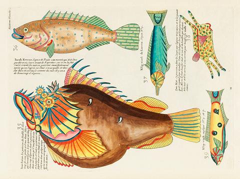 Colourful and surreal illustrations of fishes found in Moluccas (Indonesia) and the East Indies by Louis Renard (1678 -1746) from Histoire naturelle des plus rares curiositez de la mer des Indes (1754). Colourful and surreal illustrations of fishes found in Moluccas (Indonesia) and the East Indies by Louis Renard (1678 -1746)…