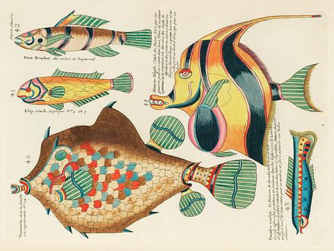 Colourful and surreal illustrations of fishes found in Moluccas (Indonesia) and the East Indies by Louis Renard (1678 -1746) from Histoire naturelle des plus rares curiositez de la mer des Indes (1754). Colourful and surreal illustrations of fishes found in Moluccas (Indonesia) and the East Indies by Louis Renard (1678 -1746)…