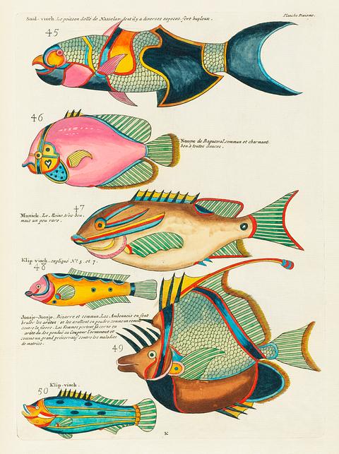 Colourful and surreal illustrations of fishes found in Moluccas (Indonesia) and the East Indies by Louis Renard (1678 -1746) from Histoire naturelle des plus rares curiositez de la mer des Indes (1754). Colourful and surreal illustrations of fishes found in Moluccas (Indonesia) and the East Indies by Louis Renard (1678 -1746)…
