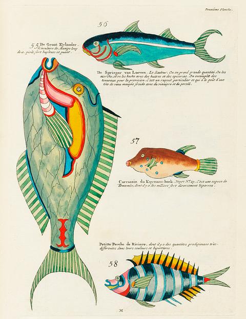 Colourful and surreal illustrations of fishes found in Moluccas (Indonesia) and the East Indies by Louis Renard (1678 -1746) from Histoire naturelle des plus rares curiositez de la mer des Indes (1754). Colourful and surreal illustrations of fishes found in Moluccas (Indonesia) and the East Indies by Louis Renard (1678 -1746)…
