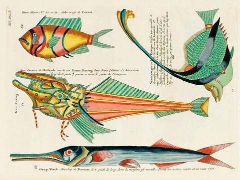 Colourful and surreal illustrations of fishes found in Moluccas (Indonesia) and the East Indies by Louis Renard (1678 -1746) from Histoire naturelle des plus rares curiositez de la mer des Indes (1754). Colourful and surreal illustrations of fishes found in Moluccas (Indonesia) and the East Indies by Louis Renard (1678 -1746)…
