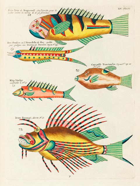 Colourful and surreal illustrations of fishes found in Moluccas (Indonesia) and the East Indies by Louis Renard (1678 -1746) from Histoire naturelle des plus rares curiositez de la mer des Indes (1754). Colourful and surreal illustrations of fishes found in Moluccas (Indonesia) and the East Indies by Louis Renard (1678 -1746)…