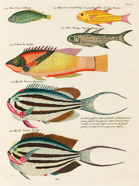 Colourful and surreal illustrations of fishes found in Moluccas (Indonesia) and the East Indies by Louis Renard (1678 -1746) from Histoire naturelle des plus rares curiositez de la mer des Indes (1754). Colourful and surreal illustrations of fishes found in Moluccas (Indonesia) and the East Indies by Louis Renard (1678 -1746)…