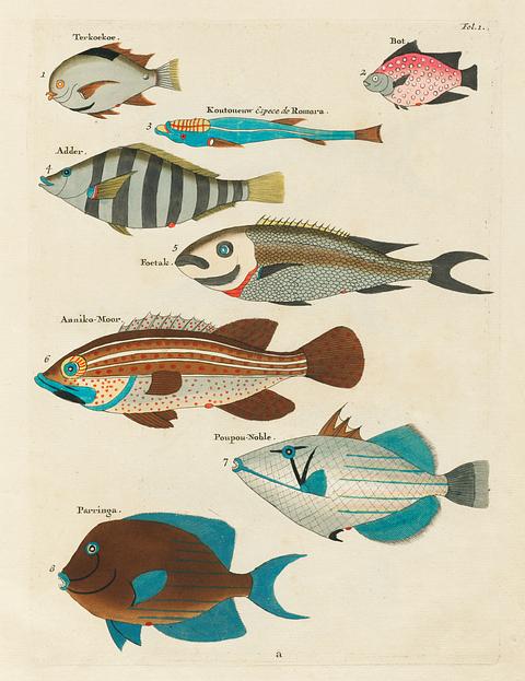 Colourful and surreal illustrations of fishes found in Moluccas (Indonesia) and the East Indies by Louis Renard (1678 -1746) from Histoire naturelle des plus rares curiositez de la mer des Indes (1754). Colourful and surreal illustrations of fishes found in Moluccas (Indonesia) and the East Indies by Louis Renard (1678 -1746)…