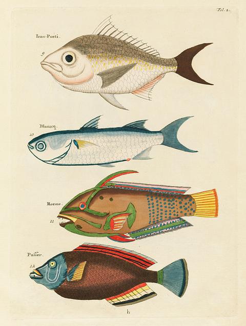 Colourful and surreal illustrations of fishes found in Moluccas (Indonesia) and the East Indies by Louis Renard (1678 -1746) from Histoire naturelle des plus rares curiositez de la mer des Indes (1754). Colourful and surreal illustrations of fishes found in Moluccas (Indonesia) and the East Indies by Louis Renard (1678 -1746)…