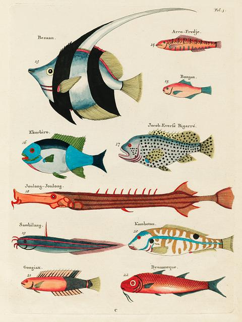 Colourful and surreal illustrations of fishes found in Moluccas (Indonesia) and the East Indies by Louis Renard (1678 -1746) from Histoire naturelle des plus rares curiositez de la mer des Indes (1754). Colourful and surreal illustrations of fishes found in Moluccas (Indonesia) and the East Indies by Louis Renard (1678 -1746)…