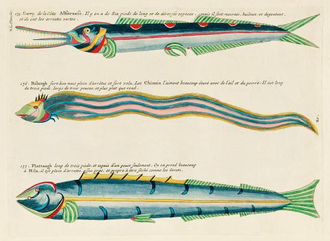 Colourful and surreal illustrations of fishes found in Moluccas (Indonesia) and the East Indies by Louis Renard (1678 -1746) from Histoire naturelle des plus rares curiositez de la mer des Indes (1754). Colourful and surreal illustrations of fishes found in Moluccas (Indonesia) and the East Indies by Louis Renard (1678 -1746)…