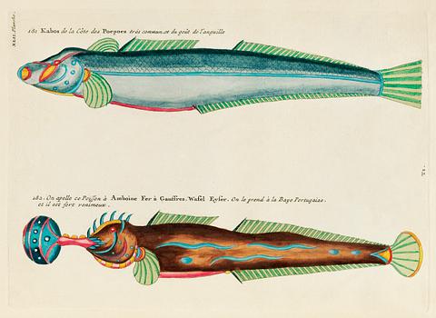 Colourful and surreal illustrations of fishes found in Moluccas (Indonesia) and the East Indies by Louis Renard (1678 -1746) from Histoire naturelle des plus rares curiositez de la mer des Indes (1754). Colourful and surreal illustrations of fishes found in Moluccas (Indonesia) and the East Indies by Louis Renard (1678 -1746)…
