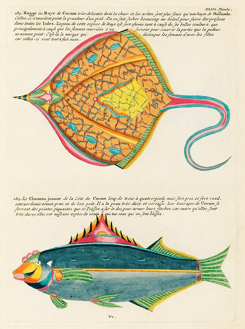 Colourful and surreal illustrations of fishes found in Moluccas (Indonesia) and the East Indies by Louis Renard (1678 -1746) from Histoire naturelle des plus rares curiositez de la mer des Indes (1754). Colourful and surreal illustrations of fishes found in Moluccas (Indonesia) and the East Indies by Louis Renard (1678 -1746)…