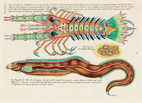 Colourful and surreal illustrations of fish and lobster found in Moluccas (Indonesia) and the East Indies by Louis Renard (1678 -1746) from Histoire naturelle des plus rares curiositez de la mer des Indes (1754). Colourful and surreal illustrations of fish and lobster found in Moluccas (Indonesia) and the East Indies by Louis Renard…