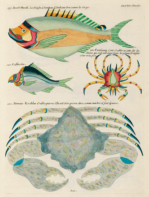 Colourful and surreal illustrations of fishes found in Moluccas (Indonesia) and the East Indies by Louis Renard (1678 -1746) from Histoire naturelle des plus rares curiositez de la mer des Indes (1754). Colourful and surreal illustrations of fishes found in Moluccas (Indonesia) and the East Indies by Louis Renard (1678 -1746)…