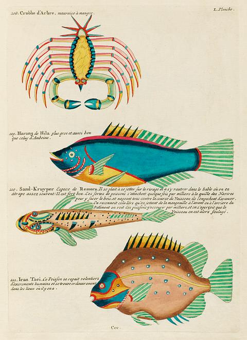 Colourful and surreal illustrations of fishes and crab found in Moluccas (Indonesia) and the East Indies by Louis Renard (1678 -1746) from Histoire naturelle des plus rares curiositez de la mer des Indes (1754). Colourful and surreal illustrations of fishes and crab found in Moluccas (Indonesia) and the East Indies by Louis Renard…