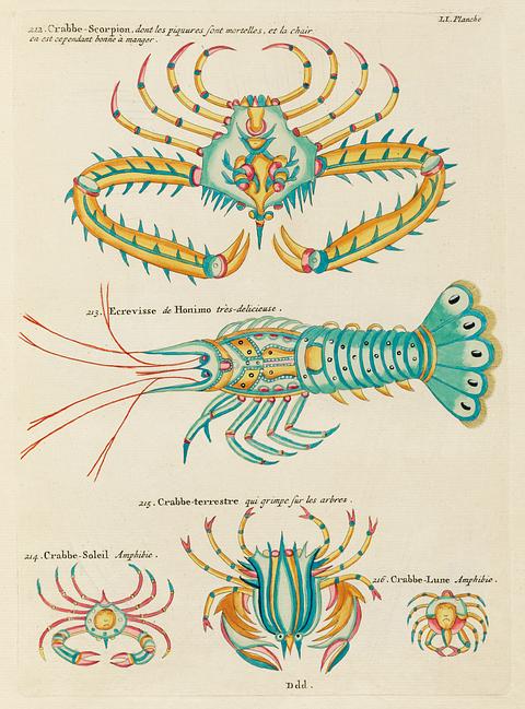 Colourful and surreal illustrations of fishes and found in the Indian and Pacific Oceans by Louis Renard (1678 -1746) from Histoire naturelle des plus rares curiositez de la mer des Indes (1754). Colourful and surreal illustrations of fishes and found in the Indian and Pacific Oceans by Louis Renard (1678 -1746) from…