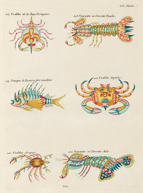 Colourful and surreal illustrations of crabs and lobster found in Moluccas (Indonesia) and the East Indies by Louis Renard (1678 -1746) from Histoire naturelle des plus rares curiositez de la mer des Indes (1754). Colourful and surreal illustrations of crabs and lobster found in Moluccas (Indonesia) and the East Indies by Louis Renard…