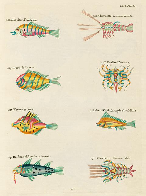 Colourful and surreal illustrations of fishes, lobsters and crab found in Moluccas (Indonesia) and the East Indies by Louis Renard (1678 -1746) from Histoire naturelle des plus rares curiositez de la mer des Indes (1754). Colourful and surreal illustrations of fishes, lobsters and crab found in Moluccas (Indonesia) and the East Indies by Louis…